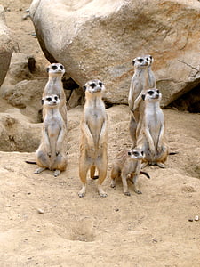 Meerkat, Zoo, animal, sable, désert, attention, vigilant