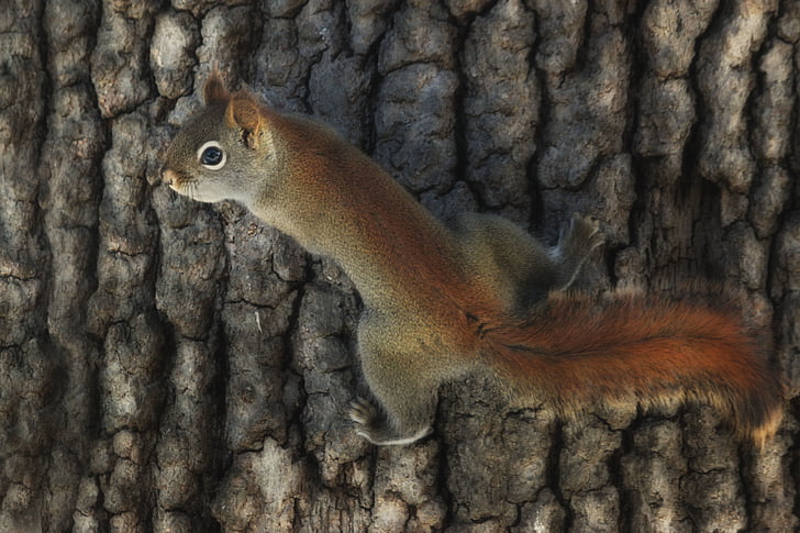 tree, bark, woods, forest, nature, animal, squirrel