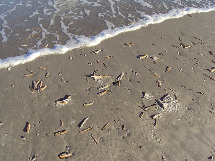 shells, ameland, sea, land wash, sandy beach, island
