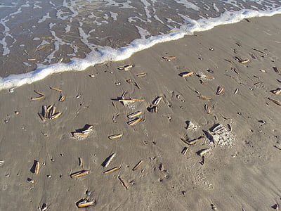 kagyló, Ameland, tenger, Föld mosás, homokos strand, sziget