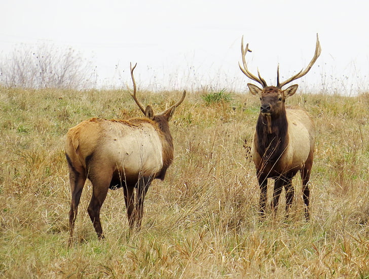 Elk, hnědá, volně žijící zvířata, zvířecí přírody, zvířata v přírodě, zvíře, žádní lidé