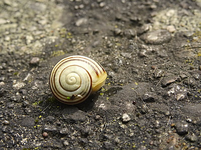 shell, snail, housing, close, mollusk, nature, slowly