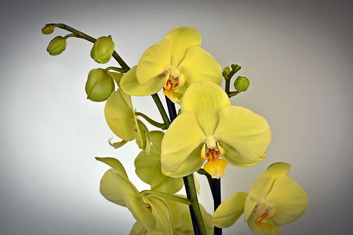 Orquídea, flor, flor, floración, amarillo, exóticos, planta