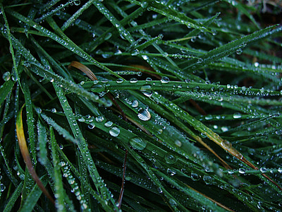 dew, grass, green, drops, macro, lawn, dewdrop