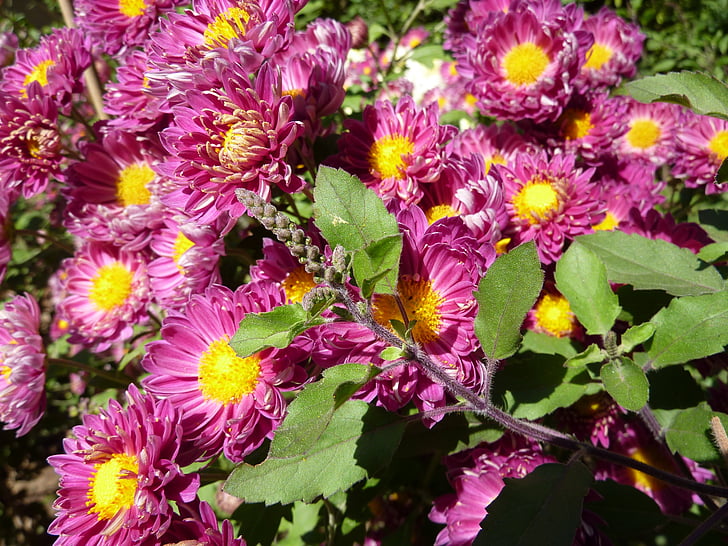natura, India, flori, crisanthamus, florale, plante, naturale