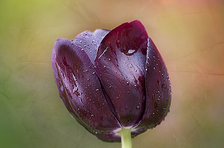 Tulipán, fialová, květ, Bloom, schnittblume, Jarní květina, zahrada