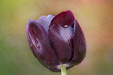 tulip, purple, blossom, bloom, schnittblume, spring flower, garden