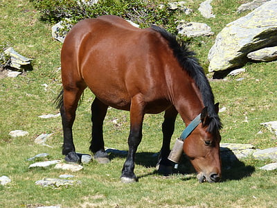 kôň, Pyrénées, vysoká Hora, Príroda, pasienky, PACER