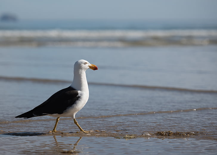 Seagull, Sea bird, fågel, vilda djur, Ocean, stranden, Seaside