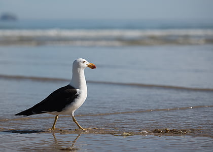 seagull, sea bird, bird, wildlife, ocean, beach, seaside