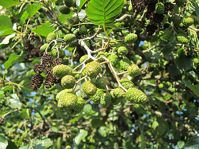 Alnus glutinosa, or, vanlige or, Black or, treet, Flora, gren