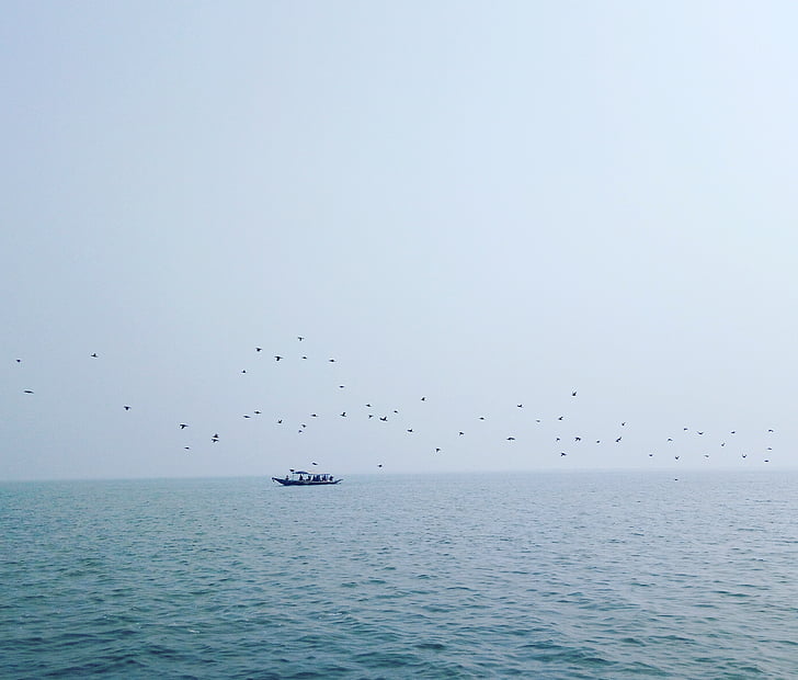 photo, body, water, boat, flock, birds, sea