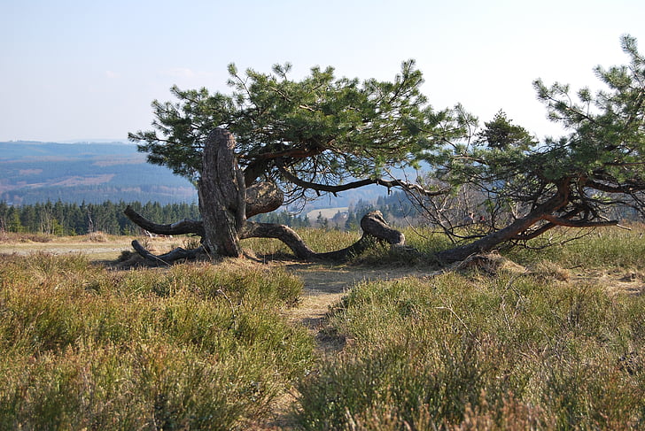 Kahler asten, nature, arbre, esthétique, Kahl, branches, pin