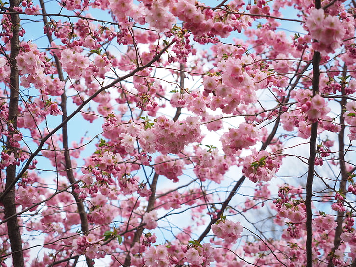kvety, ružová, strom, kvet strom, japonských čerešní, jar, Japonský kvitnúce čerešňa