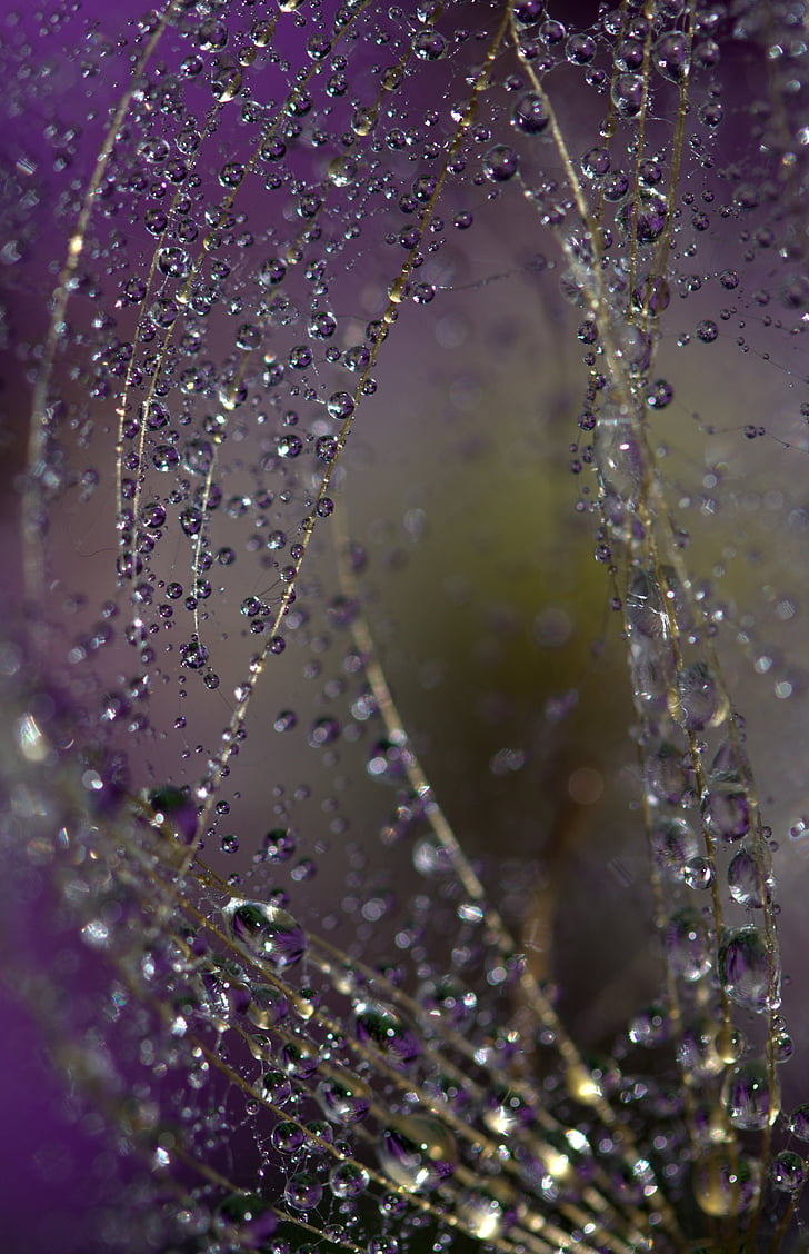 dandelion, macro, drops, water, plant, wet, coloring