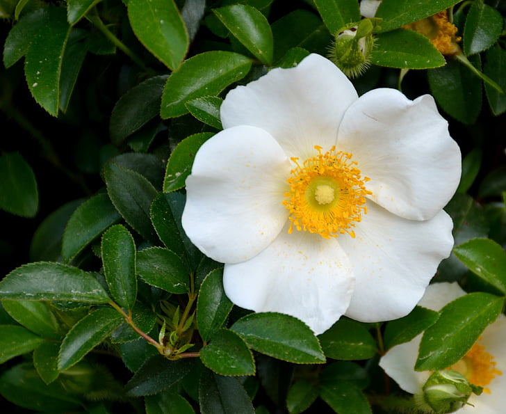 Cherokee rose, levantou-se, Branco, beleza, natureza, Estado de flores, Geórgia, Tribal