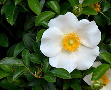 Cherokee rose, rosa, bianco, bellezza, natura, stato di fiori georgia, Tribal
