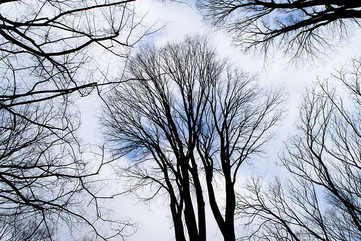 Sky, träd, skogen, centralpark, NYC, gräs, äng