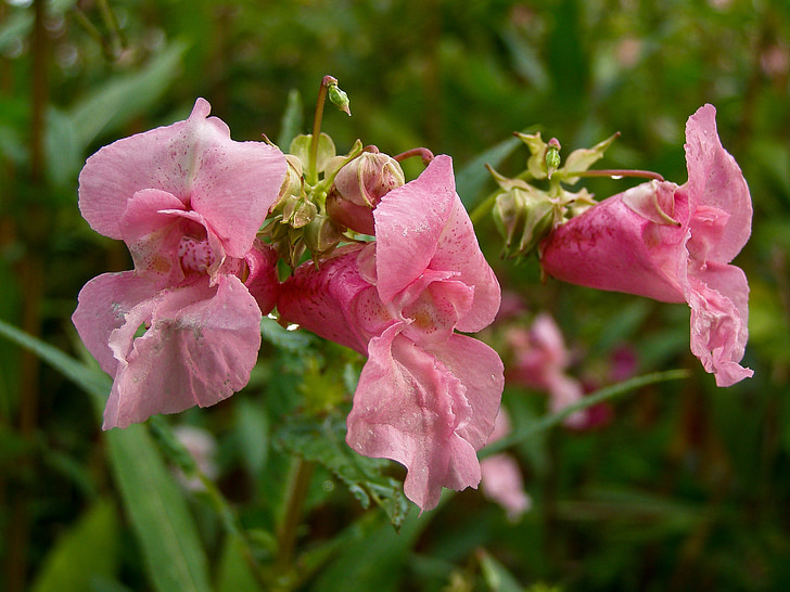 Гімалайський розрив-трава, квітка, рожевий, лихо, розрив-трава glandulifera, Природа, літо
