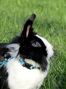rabbit, bunny, ušák, white, stunted, pet, cute