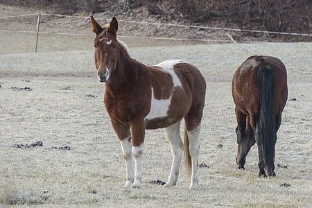 ganību, Quarter horse, dzīvnieku, zīdītāju, lauksaimniecības dzīvnieks, ziemas sākumā, Agrā salna