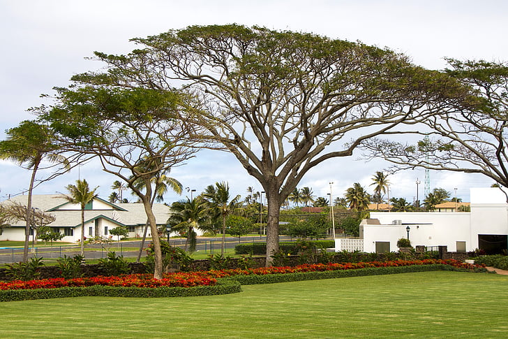 Hawaii, Oahu, trädgård, Canopy, träd, tempelområdet, LDS