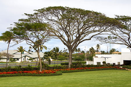 Havaj, Oahu, zahrada, baldachýn, strom, Chrámový pozemek, LDS