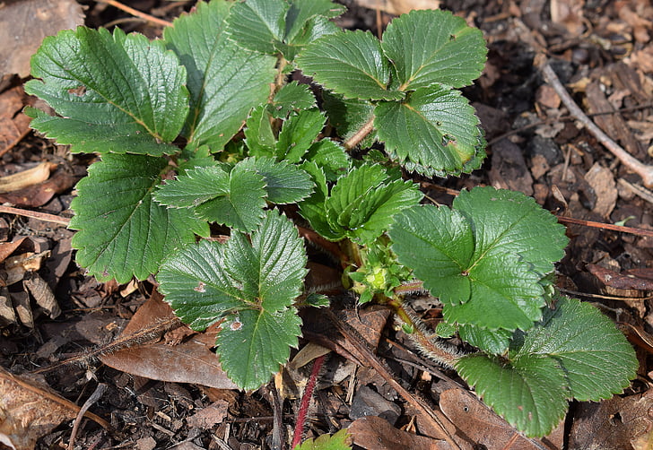 strawberry plant with buds, garden, plant, fruit, bud leaves, foliage, spring