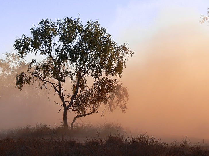polvo, niebla, hay niebla, Outback, pantano, árbol