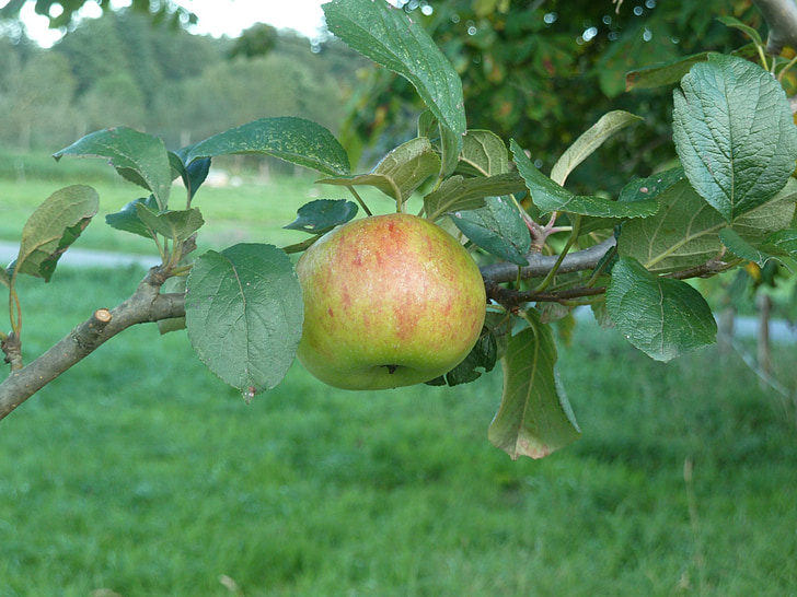 Apple, syksyn satoa, hedelmät, hedelmät, kypsä, Puutarha, Omenapuu