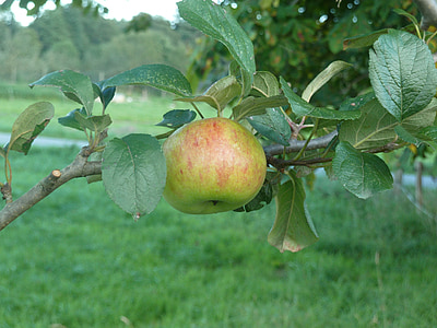 apple, autumn harvest, fruit, fruits, ripe, garden, apple tree