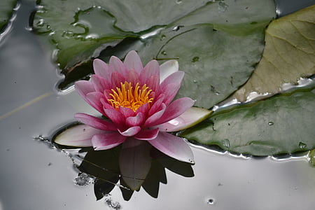 waterlily, flower, water, petals