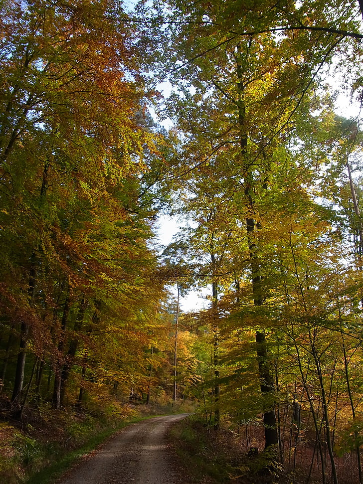 podzim, Les, stromy, Příroda, listy, obloha, strom