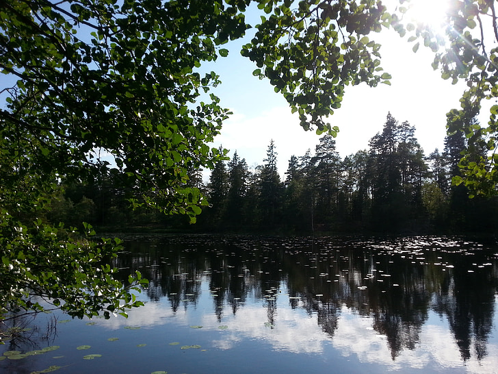 lake, nature, water, mirror, summer, forest, leaf