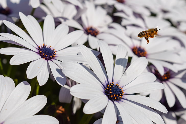 꿀벌, 꽃, 자연, 봄, 꽃, 하얀, 봄 날