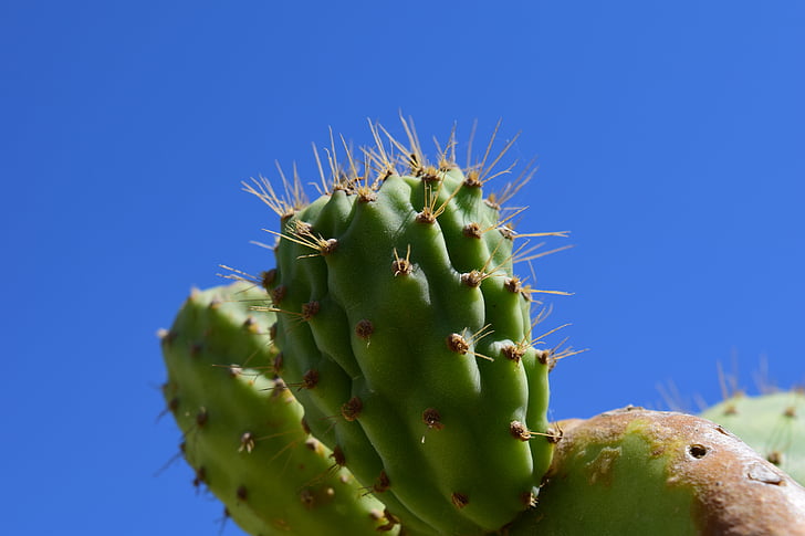 Kaktuss, prickly bumbieru, Kaktuss siltumnīcefekta, raupjajiem, Vidusjūras reģiona, piesis, Cactaceae