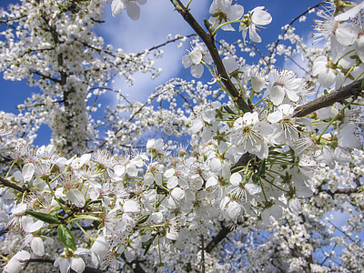 cherry blossoms, flowers, flower, spring, nature, white, white splendour