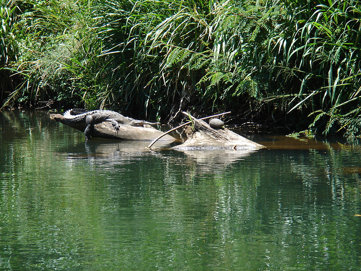 crocodile, dangerous, reptile