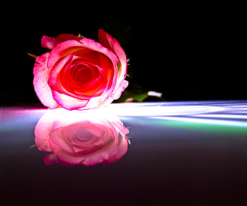 rose, red, mirroring, flower, blossom, bloom, pink