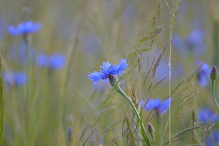 Rudzupuķe, kukurūzas laukā, lauks, zila, vasaras, zieds, Bloom