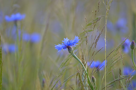 albăstrea, lanul de porumb, câmp, albastru, vara, floare, floare