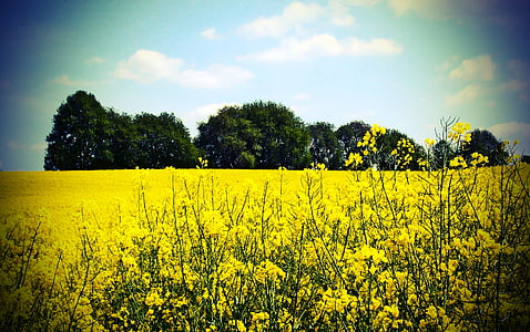 landscape, field, agriculture, oilseed rape, yellow, nature
