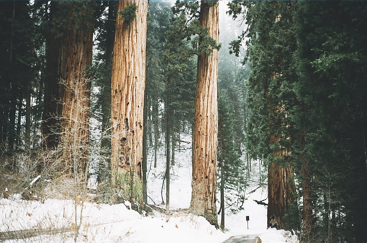 osoba, biorąc, Zdjęcie, lasu, drzewa, zimowe, Woods