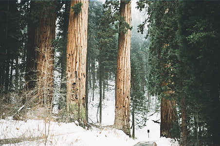 henkilö, ottaen, kuva, Metsä, puut, talvi, Woods