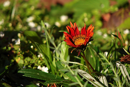 flower, red flower, red, nature, flora, plant, green