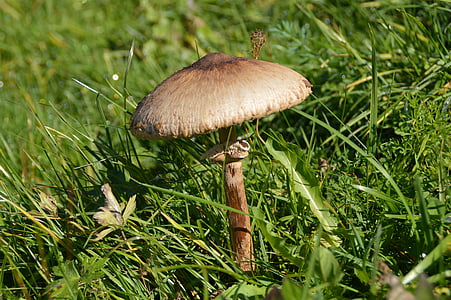 mushroom, schirmling, meadow, nature, fungus, forest, autumn