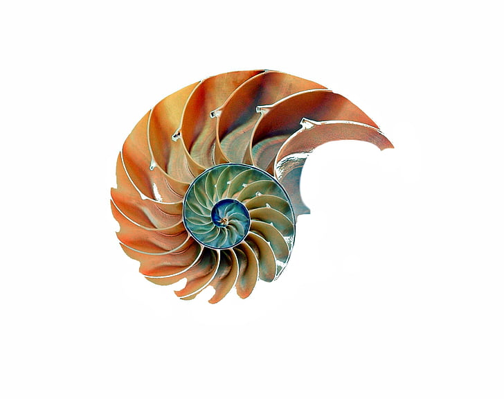 Shell, sneglen, Nautilus, sneglen shell, spiral, natur, boliger