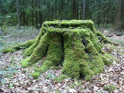 tree stump, moss, forest, green, sparse woods, demolition, environmental protection