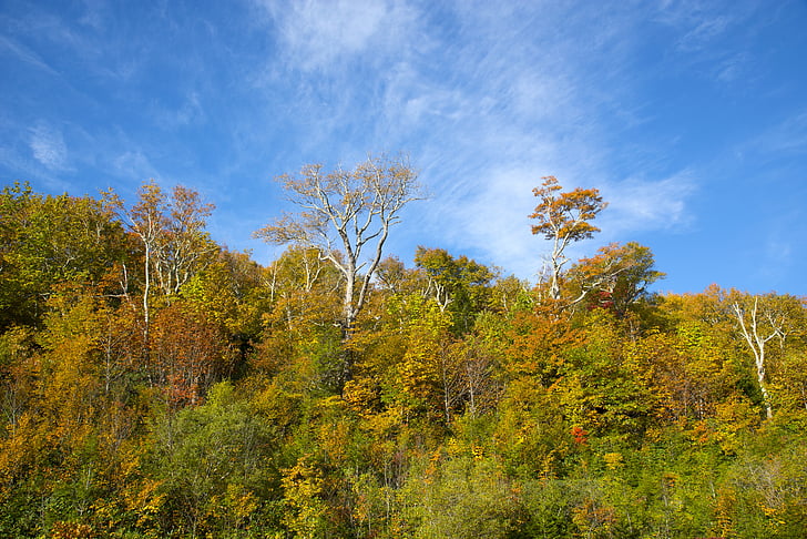 podzim, na podzim listy, sezóny, listy, podzimní listí, krajina, žlutá