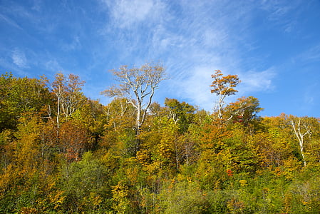 autunno, fogli di caduta, stagione, foglie, foglie di autunno, paesaggio, giallo